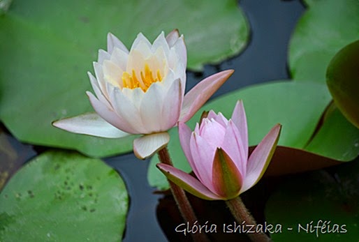 Glória Ishizaka - flor de lotus