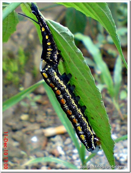caterpillar molting process