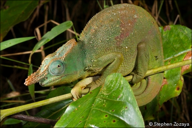 The Giant East Usambara Blade-horned Chameleon (Kinyongia matschiei), endemic to the East Usambara mountains of Tanzania, has been listed as Endangered by IUCN. Photo: Stephen Zozaya
