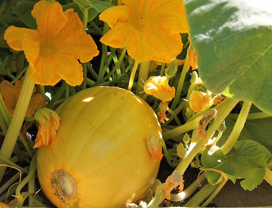 [Pumpkin2%255B3%255D.jpg]