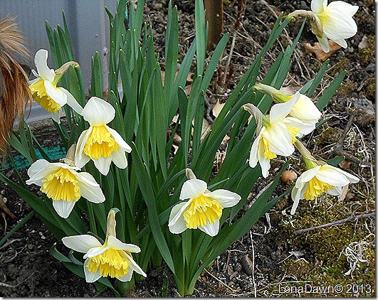 Aspen_Smelling_Daffodils