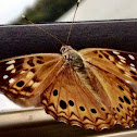 Hackberry Emperor Butterfly
