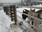 Well, you donkeys must have a strong constitution to be able to stay out here all day long!