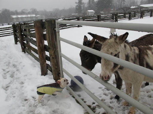 Well, you donkeys must have a strong constitution to be able to stay out here all day long!
