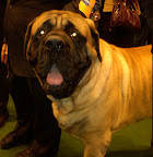 Mastiff