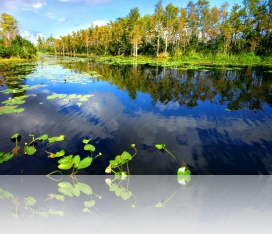 imagens_amazonia imagens_amazonia