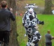 [cows4%255B9%255D.jpg]