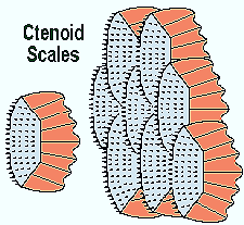 ctenoid-scales