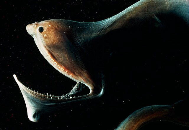 Strange Sea Creatures
