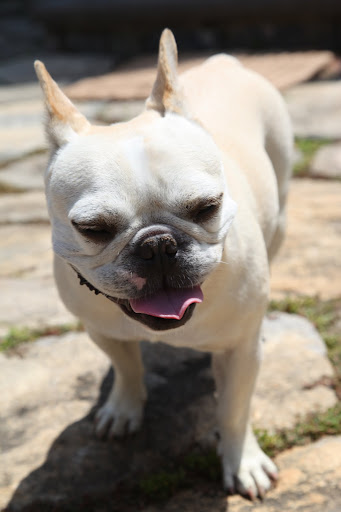 Franny, I completely agree with you for once!  In fact, never leave your animals alone in a parked vehicle. On a hot day, a parked car can become a furnace in no time - even with the windows open - which could lead to fatal heat stroke!