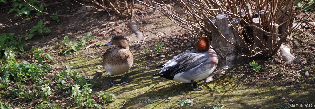[2012-04-15-London-Wetland-Centre-009%255B1%255D.jpg]
