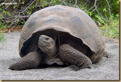galapagos_tortoise