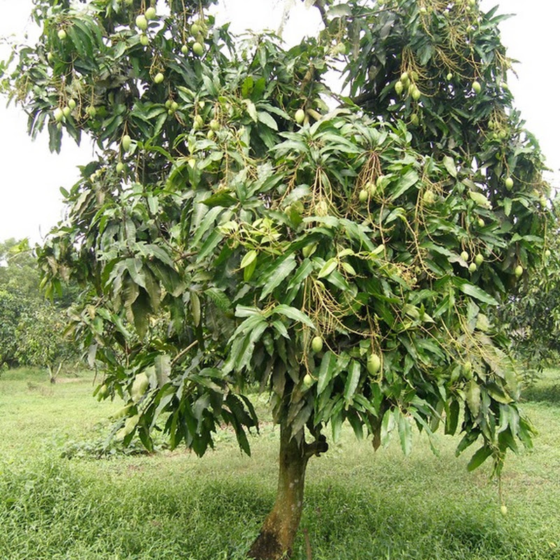 Sử dụng hoá chất điều khiển xoài ra hoa