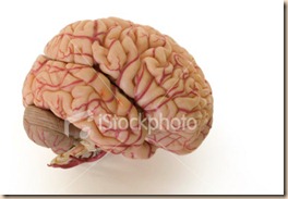 istockphoto_193382-brain istockphoto_193382-brain