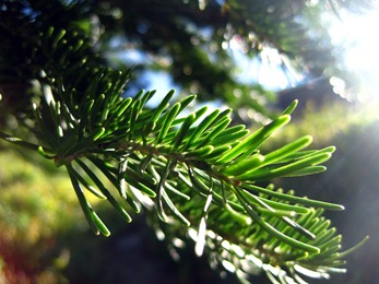 Twilight Pine