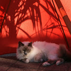 sommer-2009-terassen2.JPG