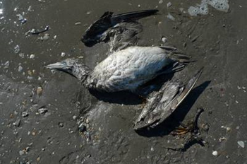 The body of a bird killed by the BP Deepwater Horizon oil spill lies on a Louisiana beach. From the Animal Planet documentary, BLACK TIDE: VOICES FROM THE GULF. discovery.com