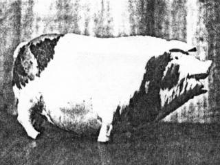 [Porco_musical%2520de%2520Edith%2520Russel%255B4%255D.jpg]