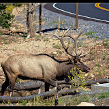 Grand Canyon Animals