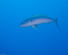 P4072941