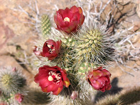 Beautiful Cactus blooms.