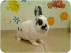 Nacho is a young female ready to bounce into the lap of a loving adopter. Nacho is a young female ready to bounce into the lap of a loving adopter.