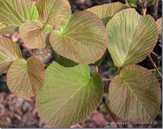 Viburnum-furcatum-recolte-Cedric-B-Medium- Viburnum-furcatum-recolte-Cedric-B-Medium-