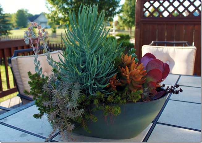 succulent 5