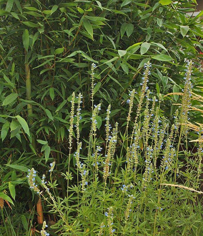 [110805_front_oldhamii%252Bsalvia_uliginosa%255B8%255D.jpg]