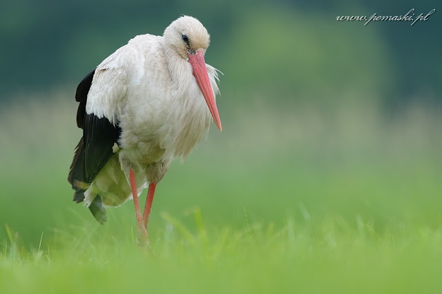 Bocian biały - White Stork - Ciconia ciconia
