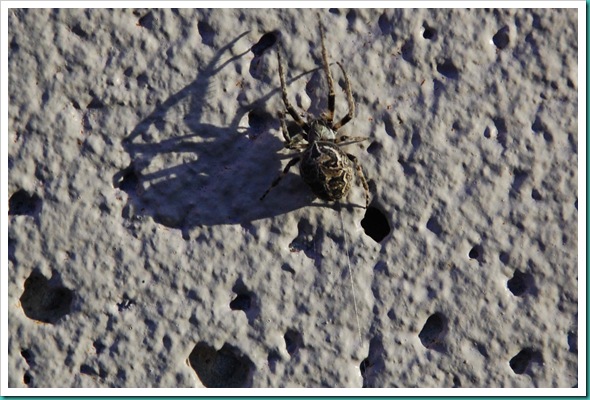 Spider Skull