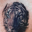 Tiger #4