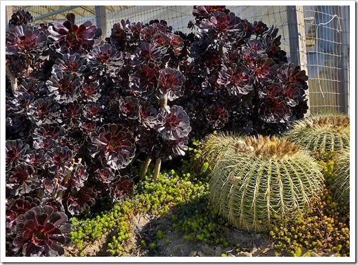 111001_succulent_gardens_44_fixed 111001_succulent_gardens_44_fixed