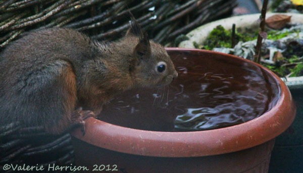 [thirsty-squirrel%255B2%255D.jpg]
