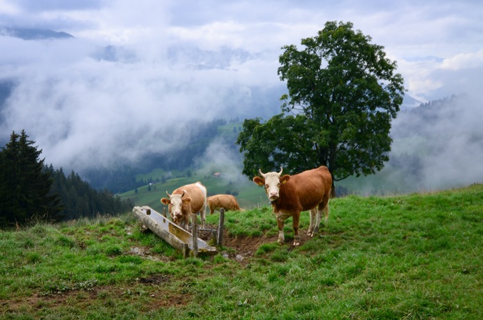 [amycow3%255B2%255D.jpg]