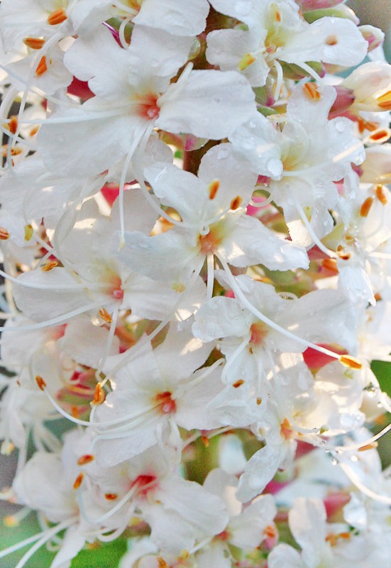 [110528_aesculus_californica_05%255B3%255D.jpg]