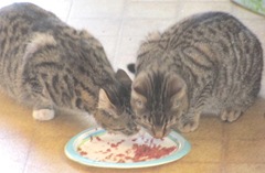 11.12.11 stray kitties in kitchen2