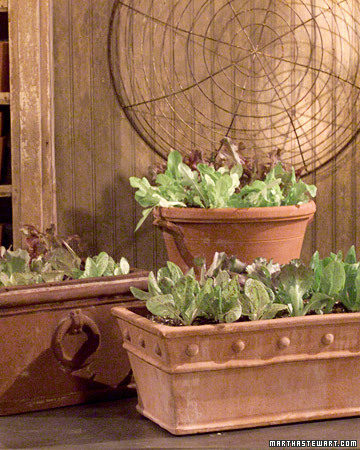 Showing how to plant edible greens in containers. (OAD: 5/8/2001)