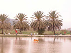 p1295964877(15).jpg