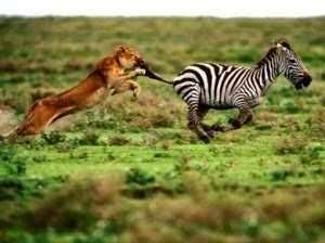 [Animales-en-videos-leones-cazando-cebra-300x224%255B2%255D.jpg]