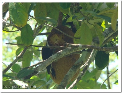 Jaca ( Artocarpus heterophyllus), a ave é um pica-pau-branco (Melanerpes candidus): Foto por: M. Eiterer