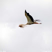 Albuera 1811-2011 PiotrZurek-1138.jpg