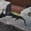 Cuban Brown Anole