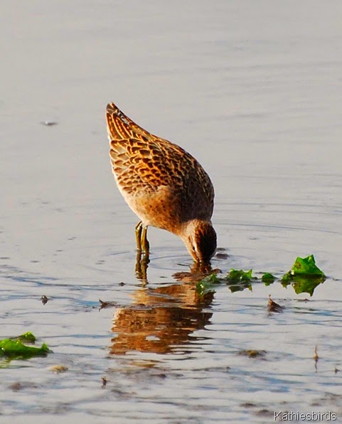 8. dowitcher-kab