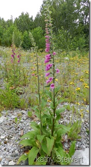 Foxglove