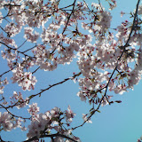 2010_公園の桜