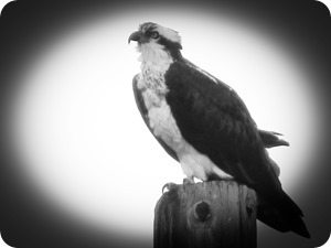 osprey2