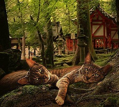 [gatos%255B13%255D.jpg]