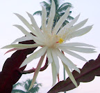 Lassana Sri Lanka Slideshow