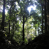 Rakata jungle (Daniel Quinn, May 2011)
